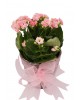 Saksıda Pembe Kalanşo (Kalanchoe)